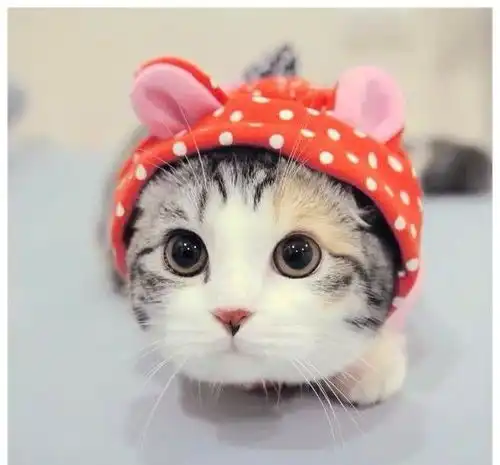 小女孩同时养14只小猫咪,每一只都照顾得出奇精致
