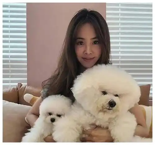 蔡依林带妈妈和爱犬赏樱,40岁仍少女感十足,网友称赞人比花娇
