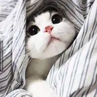 折耳猫微信头像情侣微信头像图片大全
