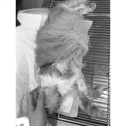 纽顿猫粮吃死猫,大猫小猫全干倒血馒头治不了的痨病
