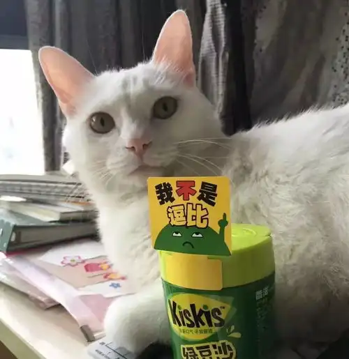 明天给猫安乐吧好...
