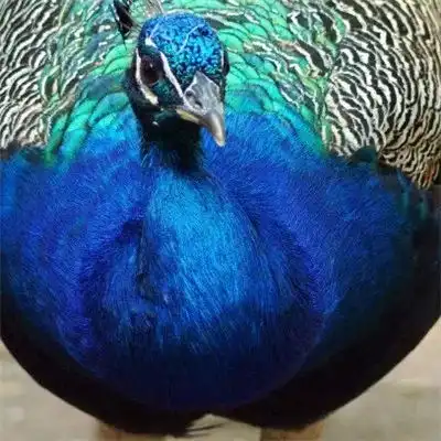 2023最新唯美孔雀风景头像
