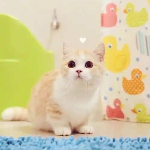 小猫在床上尿尿我应该怎么办

