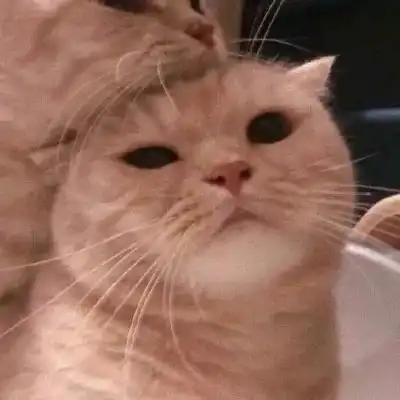动物情头可爱猫咪情侣头像一对
