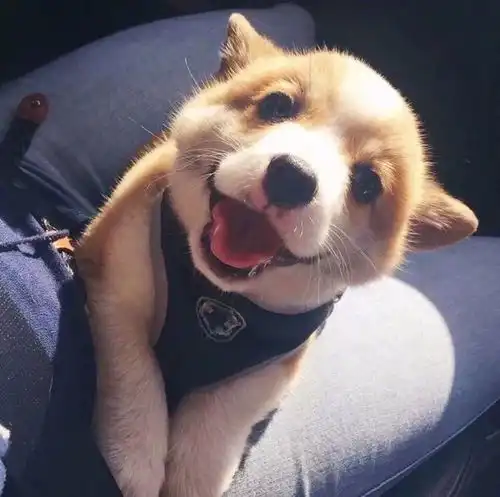 花一万多从快手上买的宠物,居然把他送进了派出所
