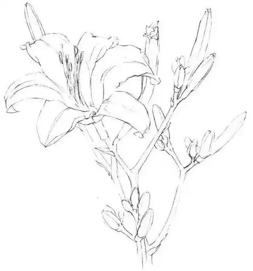 5分钟教你画出彩铅母亲花萱草
