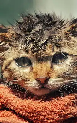 萌呆猫咪高清手机壁纸
