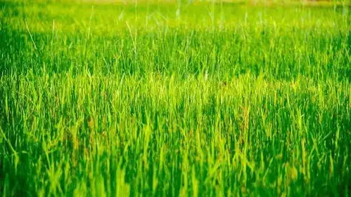 极致薄凉的冰冷感文案夜城繁,人心凉,留得住人,留不住心
