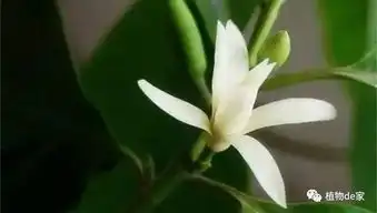 夏天养这几种花,又香又漂亮
