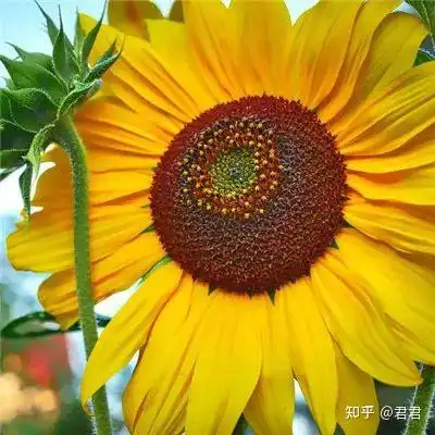 向日葵头像向日葵之所以幸福是因为时刻都微笑着面对阳光
