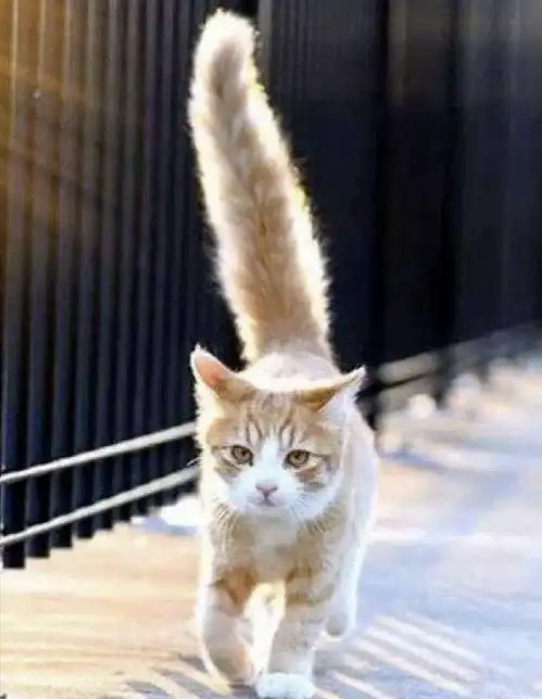 猫咪的尾巴,出卖了它的心情,不知道的就白养猫了
