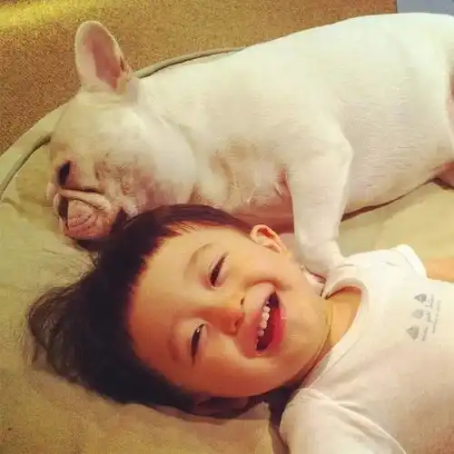 南昌犬主最严养犬整治开始,逾期未登记或年检,爱犬或被没收及罚款
