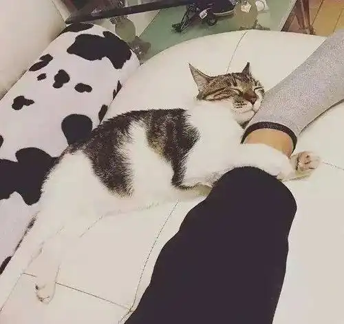 猫咪如果喜欢睡在这几个地方,一定是对铲屎官特别信任和依赖
