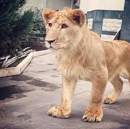 台媒看大陆民间摔跤挠羊赛一跤定胜负男女可同场3
