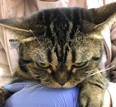 口袋露出白色小耳朵,小猫睡得可香了,睡醒探头萌到犯规
