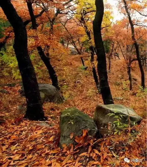 秋风起,致橡树
