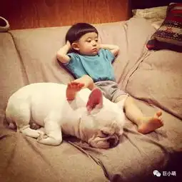 法斗会是下一个被大量弃养的二哈吗
