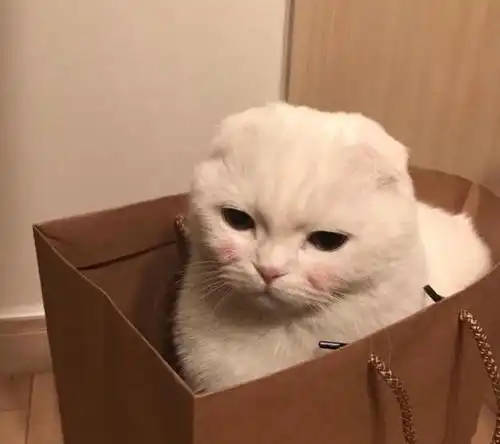 猫咪有猫癣人可以摸吗,如何避免人被传染猫癣
