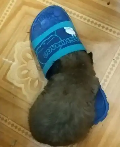 流浪小奶狗顶着塑料袋玩耍,男孩拎家后,眼前的画面令他笑岔了气
