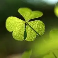 薄荷绿植物头像微信头像图片大全
