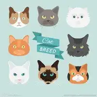 手绘猫咪头像图片微信头像图片大全
