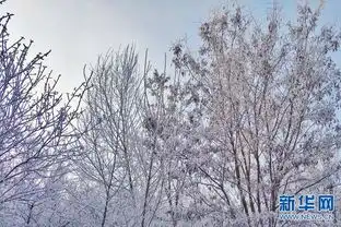 吴起雾凇似仙境胜利山满山琼枝玉树
