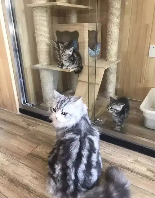 云养猫不过瘾重庆超治愈猫咪咖啡馆萌化你,猫奴必去
