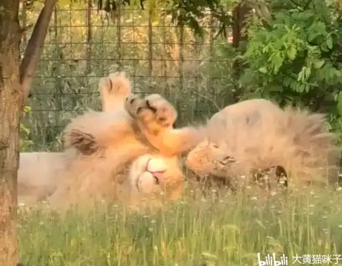 克里米亚野生动物园的狮子日记狮王奇克的日记13
