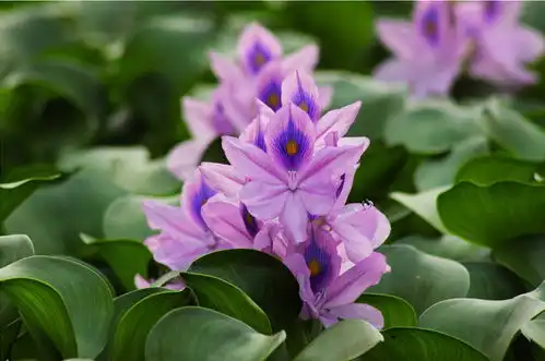 曾经在我国一度泛滥成灾的水葫芦,危害有多大
