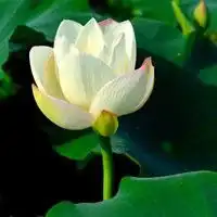 佛教微信头像手印图微信头像图片大全
