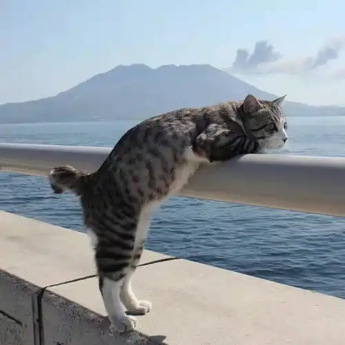 小猫咪感冒好转了怎么突然死了是什么原因
