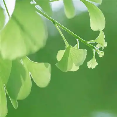 微信绿叶头像图片大全,微信头像树叶简约干净
