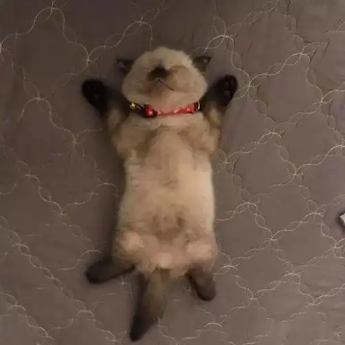 喵这种可爱的生物,就是睡着了也不会停下卖萌的脚步啊
