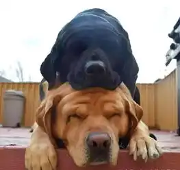 黄狗失恋了,好兄弟黑狗过来安慰它,可到最后画风突变
