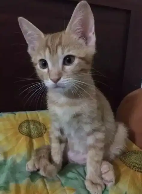 我家猫坐在床上,像个人一样看着我
