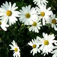 微信头像自己图是手拿束野菊花有什么含义呢
