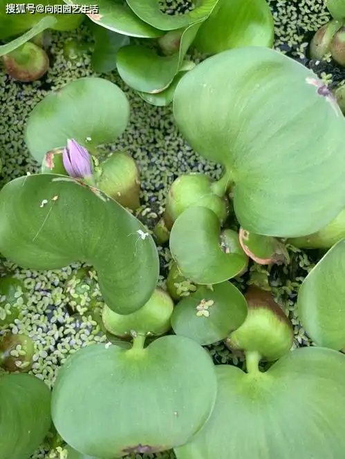 水葫芦泛滥成灾,当年称霸河流,如今10块一棵,中国人真聪明
