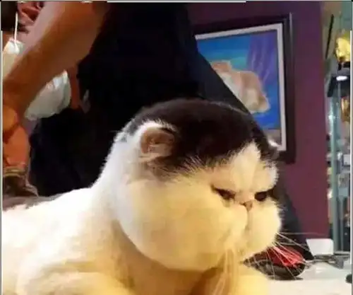 姥姥给猫咪剪新造型,叫女主前来欣赏,女主走后猫咪哭了一个月
