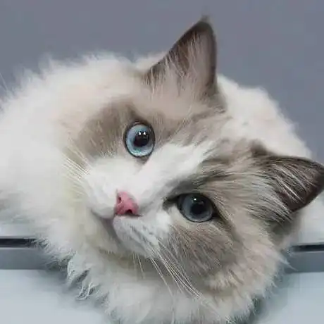 喵星人趣味知识大揭秘
