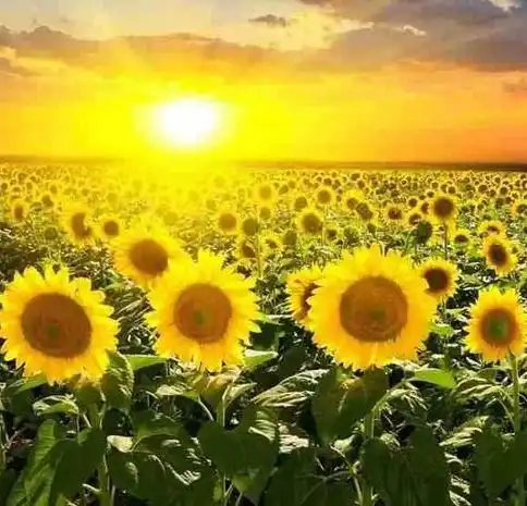 2021年3月4日财运升级,运势会红火,生活顺顺利利十二生肖排行榜
