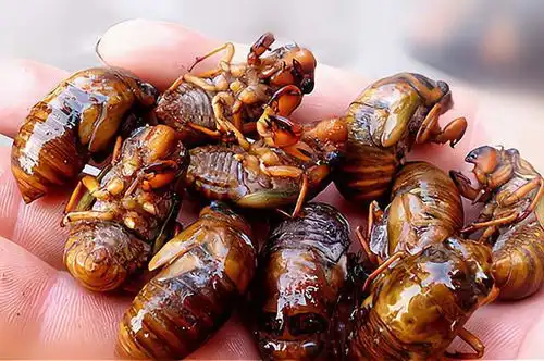 神奇的知了猴我国一元一只供不应求,美国泛滥成灾无计可施
