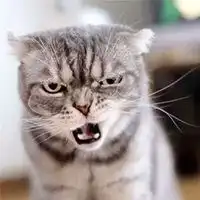 抖音社会猫高清头像微信头像图片大全
