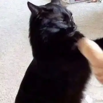 2个猫咪情侣头像一左一右,情侣头像图片
