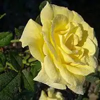 女生拿着玫瑰花的微信图像微信头像图片大全
