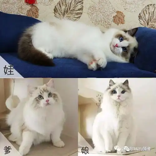 你对布偶猫了解有多少
