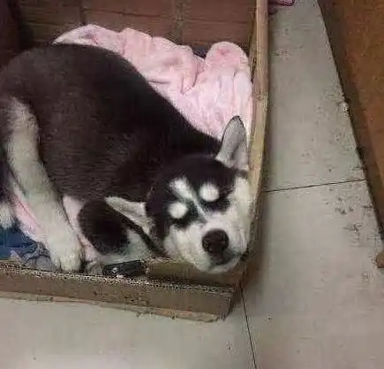 宿舍不让养宠物看到这些藏着的宠物,是个人才
