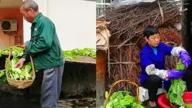 看看超市的绿豆饼到底味道怎么样
