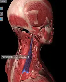 附着在肩胛骨上的肌肉你知道有哪些吗
