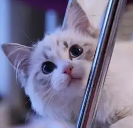 布偶猫自然搜狗百科
