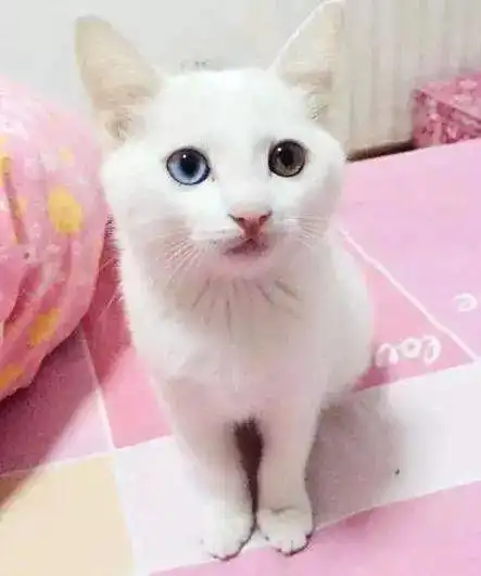 女子捡了一只流浪猫,送去宠物店做造型时,老板直呼赚大了
